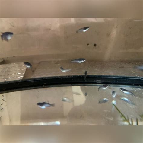grey sparkled medaka ricefish oryzias latipes
