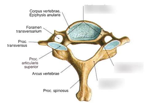 Vertebra Prominens