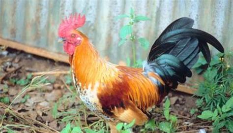 What Is The Function Of A Roosters Tail Animals