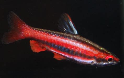 5x Red Eye Tetra Moenkhausia Sanctaefilomenae Pier Aquatics