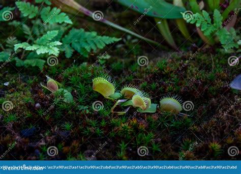 Plant Venus Flytrap - a Species of Carnivorous Plants from a Monotypic ...