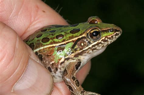 Maryland Biodiversity Project Southern Leopard Frog Lithobates