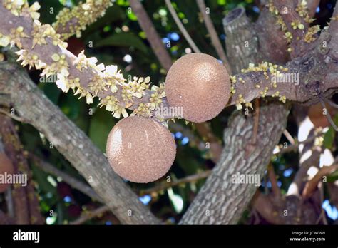 Mamey sapote tree hi-res stock photography and images - Alamy