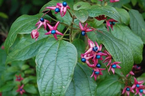 Clerodendrum trichotomum : Grows on You