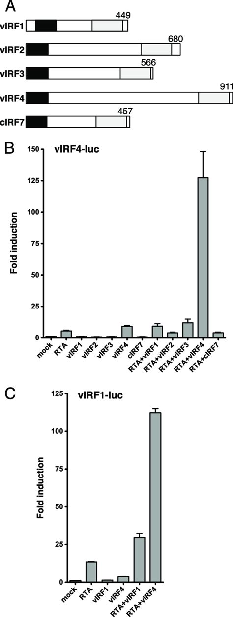 Synergy With RTA Is A Unique Property Of VIRF4 A Schematic Comparing