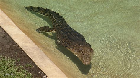 Saltwater Crocodile from Steve Irwin Australia Zoo Photograph by Gary