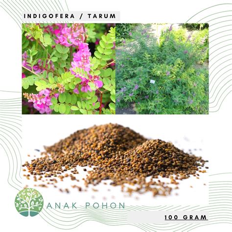 Jual 100 GRAM Benih Tanaman Indigofera Tarum Indigofera Tinctoria