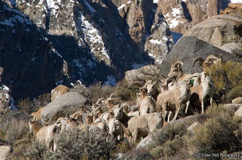 Sierra Nevada Bighorn Sheep – The JMT Wilderness Conservancy