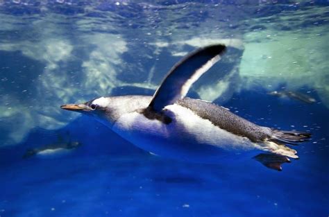 10 Key Facts About Gentoo Penguins - A-Z Animals