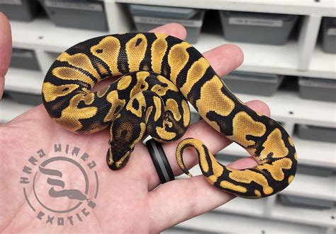 Od Yb Het Pied Ball Python By Hard Wired Exotics Morphmarket