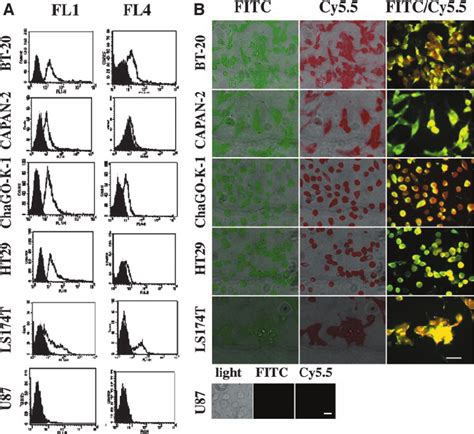 A Fluorescence Activated Cell Sorting Analysis Of The Set Of