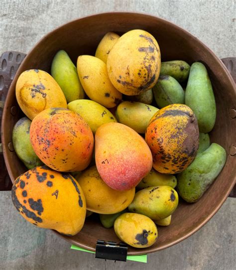 mango season  south florida  delicious edible south florida