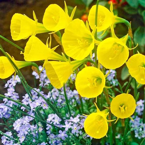 20 x Hoop Daffodil – Shalom Valley Farm Wildlife Sanctuary