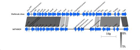 Comparison Of The Capsular Polysaccharide Synthesis Cps Region The