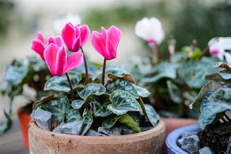 Best Winter Plants for Pots - BBC Gardeners World Magazine