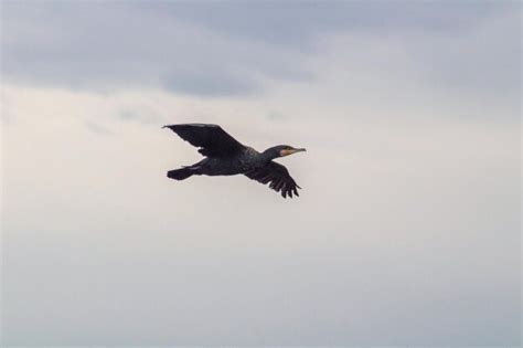 Premium Photo Black Cormorant Flying In Blue Sky The Great Cormorant