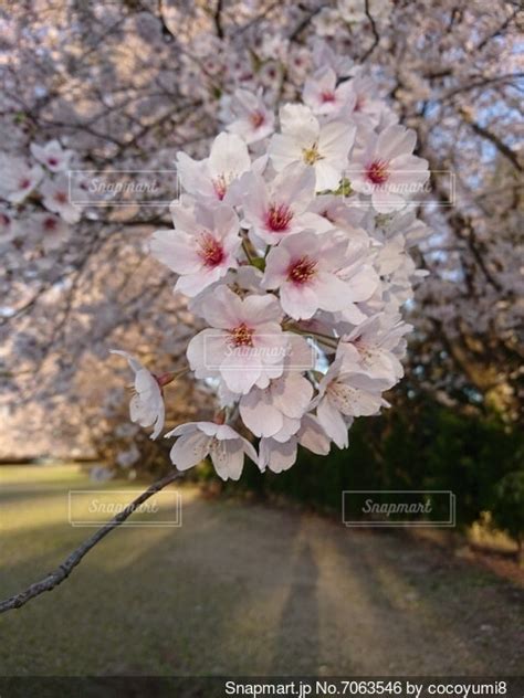 桜のクローズアップの写真・画像素材 7063546 Snapmart（スナップマート）