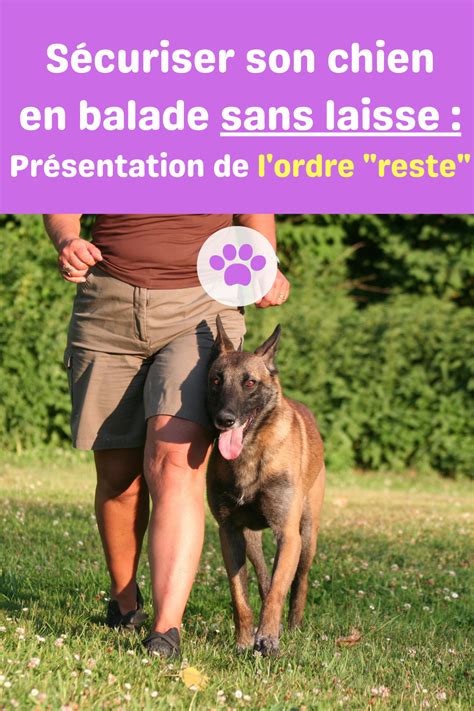 Sécuriser Son Chien En Balade Sans Laisse Avec Lordre Reste