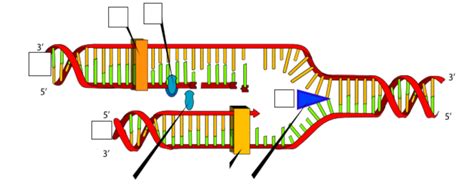 BIOCHEM EXAM 3 STUDY GUIDE Diagram Quizlet