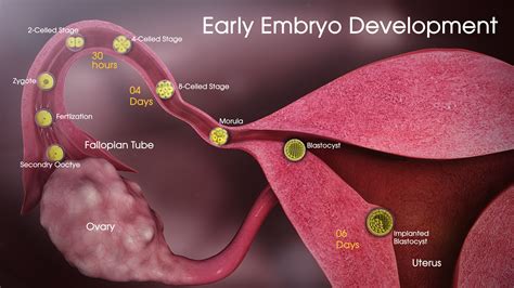 Embryo Development Scientific Animations