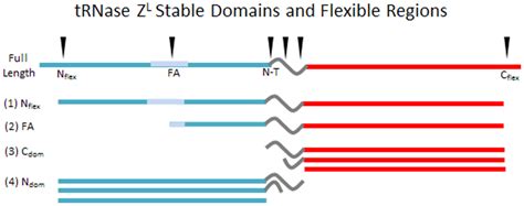 Tethered Domains And Flexible Regions In TRNase ZL Polypeptides