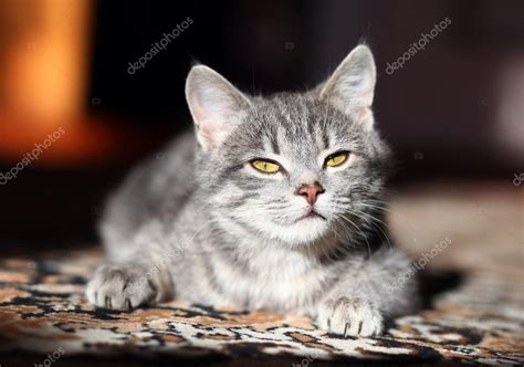 Gray Pussy Is Interesting Stock Photo Serkucher