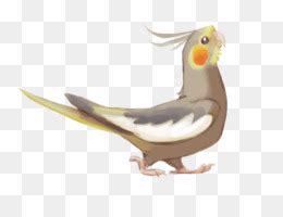 Lutino cockatiel Vẹt con Vẹt Pied cockatiel con vẹt png tải về Miễn