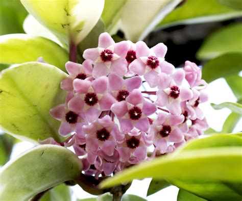 Cuidados Esenciales Para La Hoya Carnosa La Flor De Cera