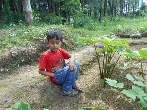 Jammu And Kashmir Medicinal Plants Introduction Centre R Seedstore