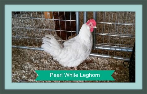 Pearl White Leghorn Chickens