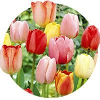 Bulbes De Tulipe Acheter Bulbes Directement De Hollande Dutch Bulbs