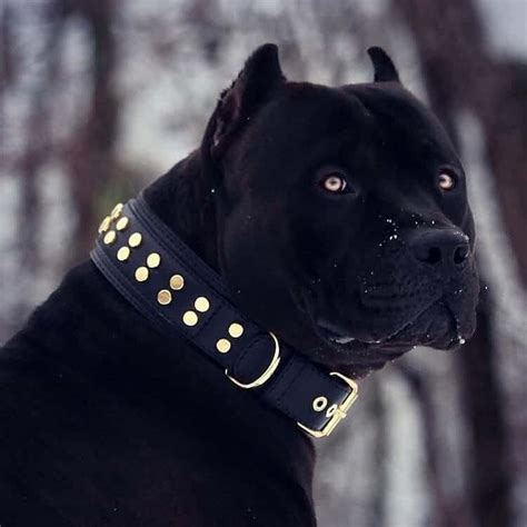 Panther Black Pitbull : Beautiful And Rare