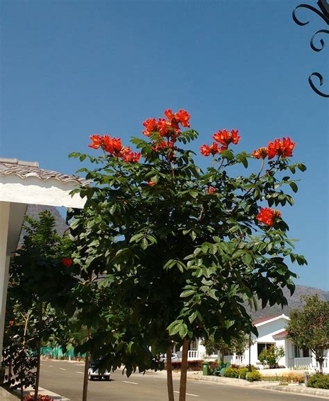 From Tamil Naduindia Flowers Plants Tamil Nadu