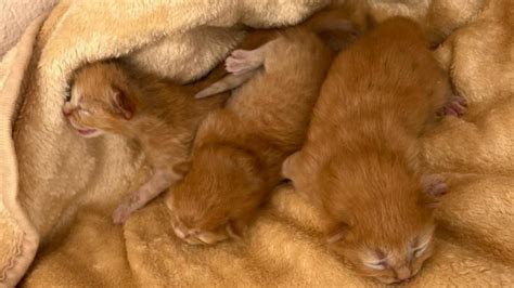 Settimo San Pietro Gesto Disumano Abbandonati Tre Gattini Dentro Una