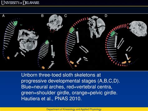 Ppt Sloths And The Mammalian Neck Powerpoint Presentation Free