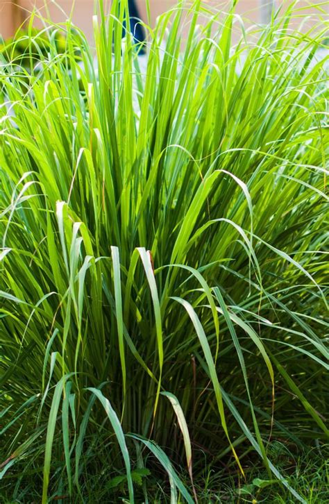 How To Grow Lemongrass From Seeds At Home Grow Lemongrass Tropical Plants Lemon Grass Seeds