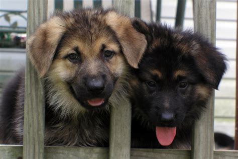 How to Quickly Discipline a German Shepherd for Biting: A Step-by-Step Guide for Beginners ...