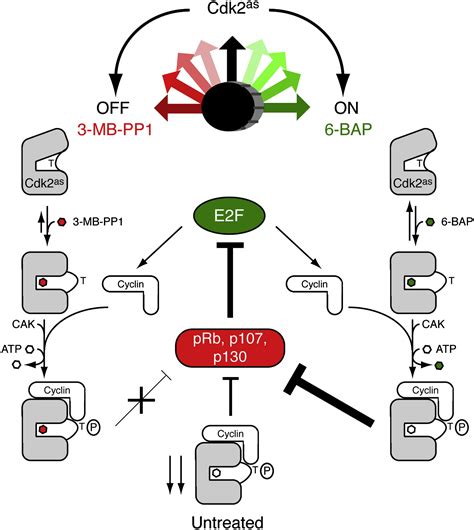 Switching Cdk2 On Or Off With Small Molecules To Reveal Requirements In