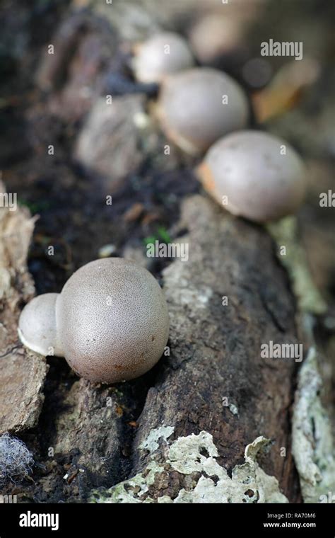 Great Wolf S Milk Or Groening S Slime Lycogala Flavofuscum Stock Photo