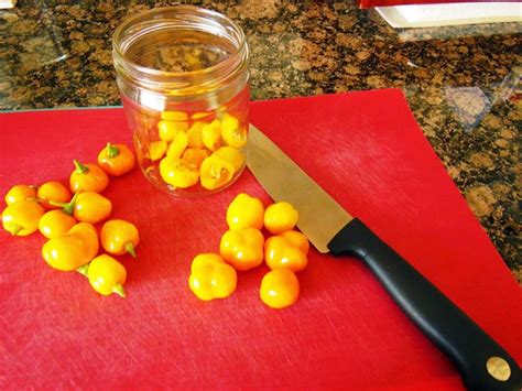 Chumkies Kitchen Pickled Habaneros In Mustard Oil