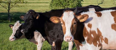 Dairy Sustainability Alliance Created Agdaily