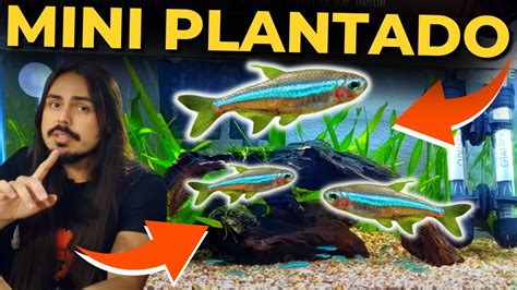 O MINI AQUÁRIO PLANTADO DE 20 LITROS DO INSCRITO LUIZ Mr Betta