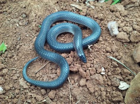 Culebra Minera Anfibios Y Reptiles De Guanajuato INaturalist