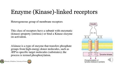 Solution Molecular Mechanisms Of Drug Action Studypool