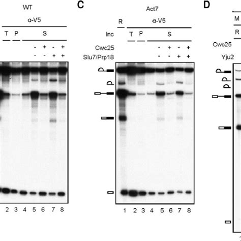 Schematic of the spliceosome catalytic steps showing different chemical ...