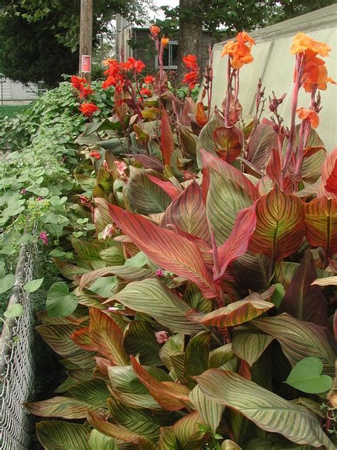 Canna Tropicana An Exotic Beauty With Variegated Foliage