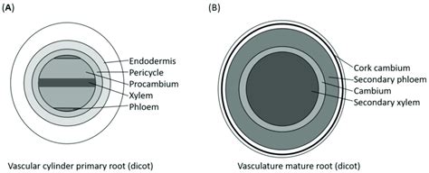 Schematic Cross Sections Of A Primary Root A And A Mature Root With Download Scientific