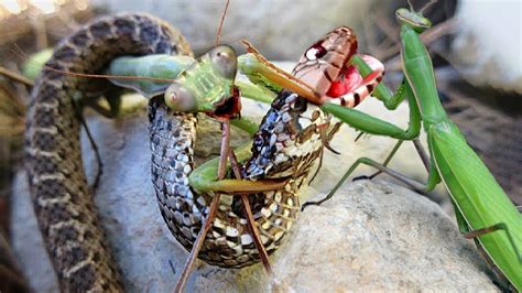 Praying Mantis Eating Snake