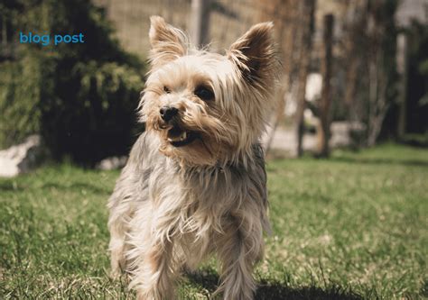 7 Types of Yorkie Barking Sounds: Get To Know All Of Them • Yorkies Gram