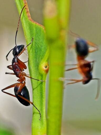 Camponotus Consobrinus Banded Sugar Ant Ausemade